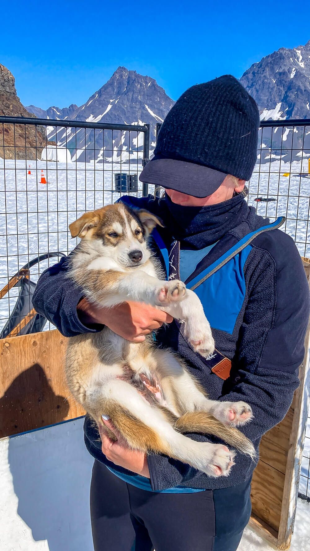 sled dog puppies