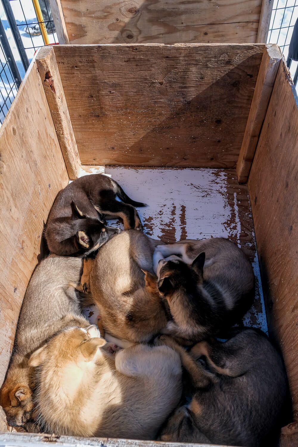 sled dog puppies