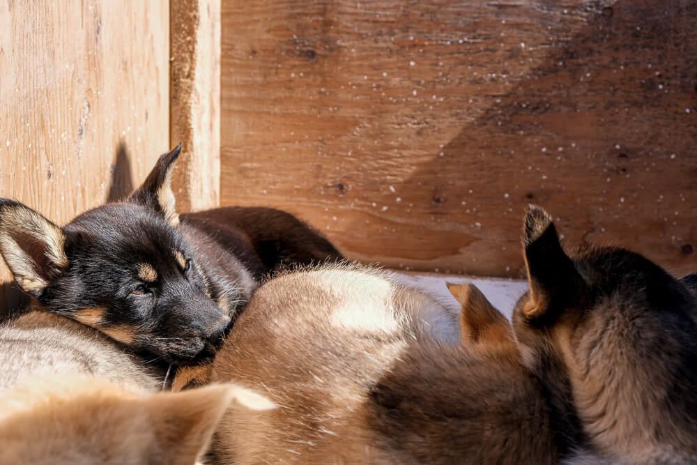 sled dog puppies