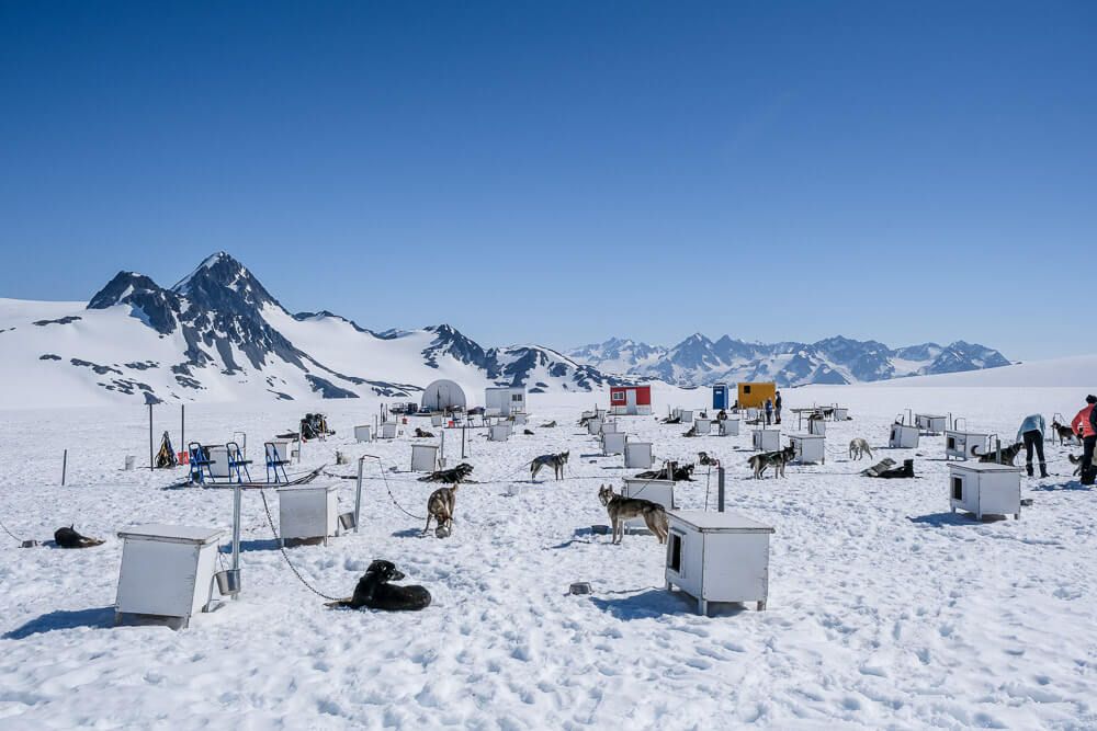 turning heads glacier camp