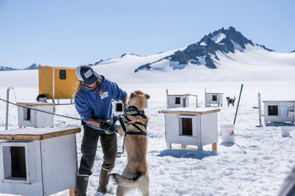 dog sledding in seward