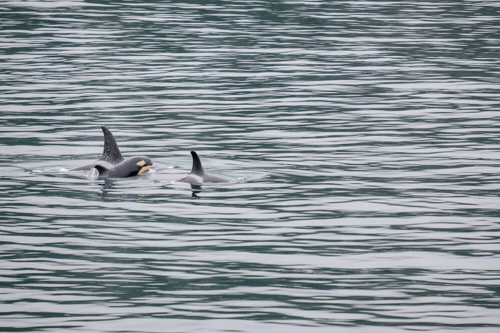 orcas in kenai fjords national park