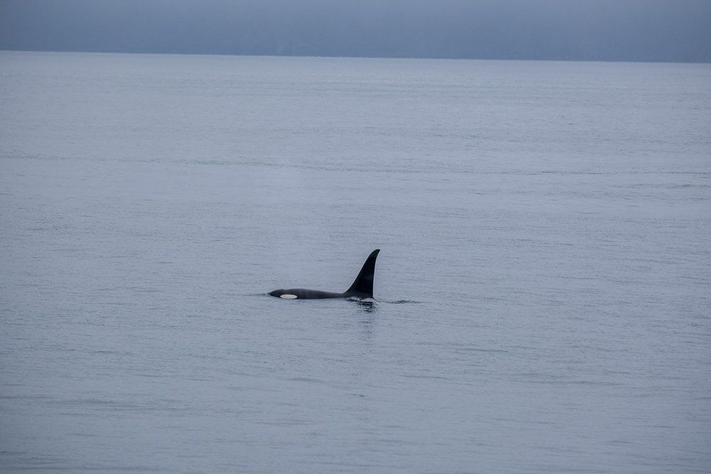 orcas during our kenai fjords wildlife cruise