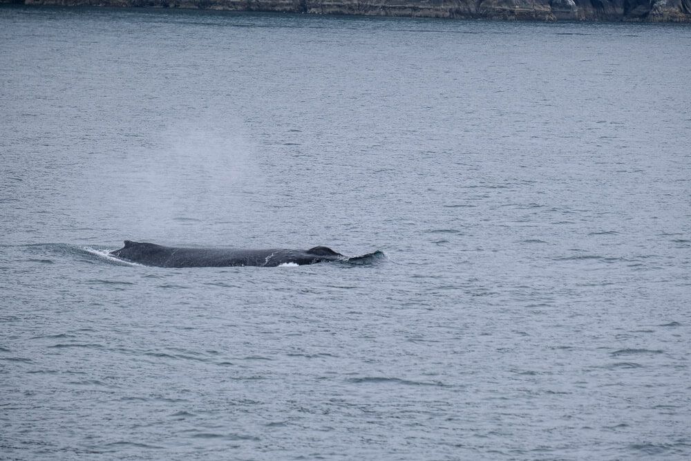 humpback whale in kenai fjords national park