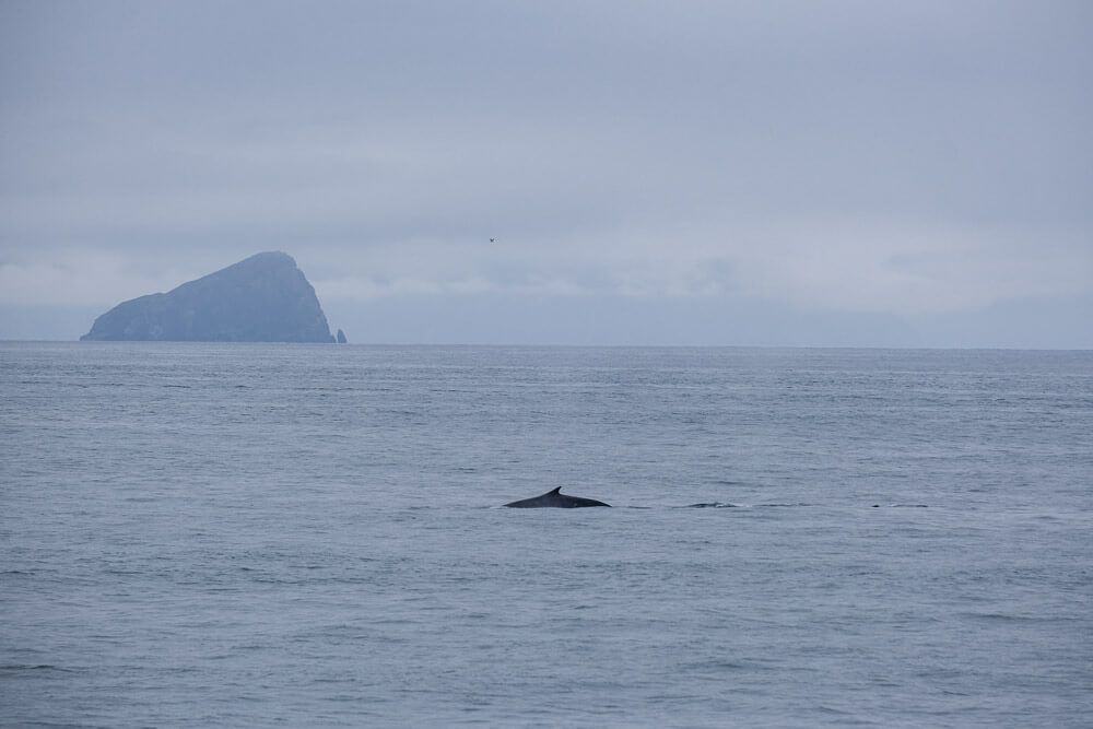 fin whale in kenai fjords national park