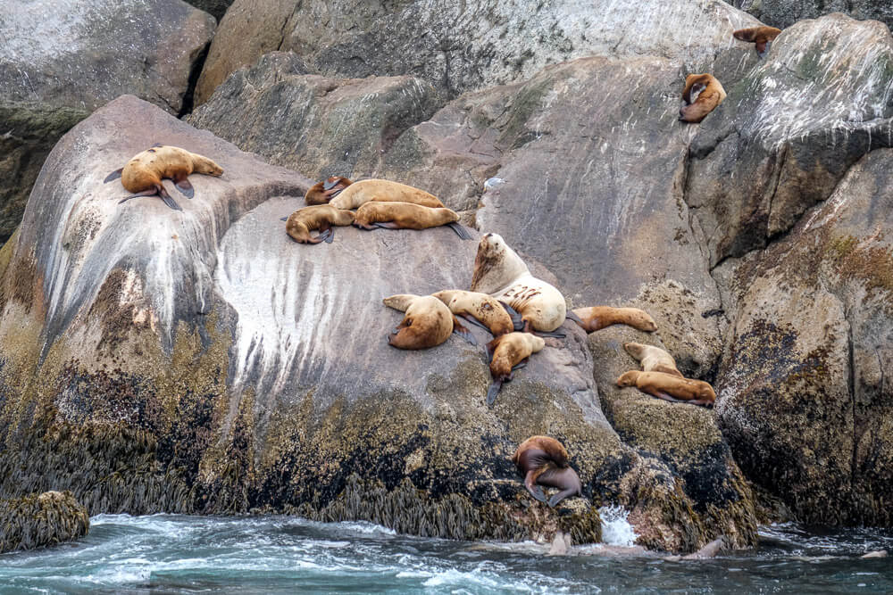 sea lions in kenai fjords national park