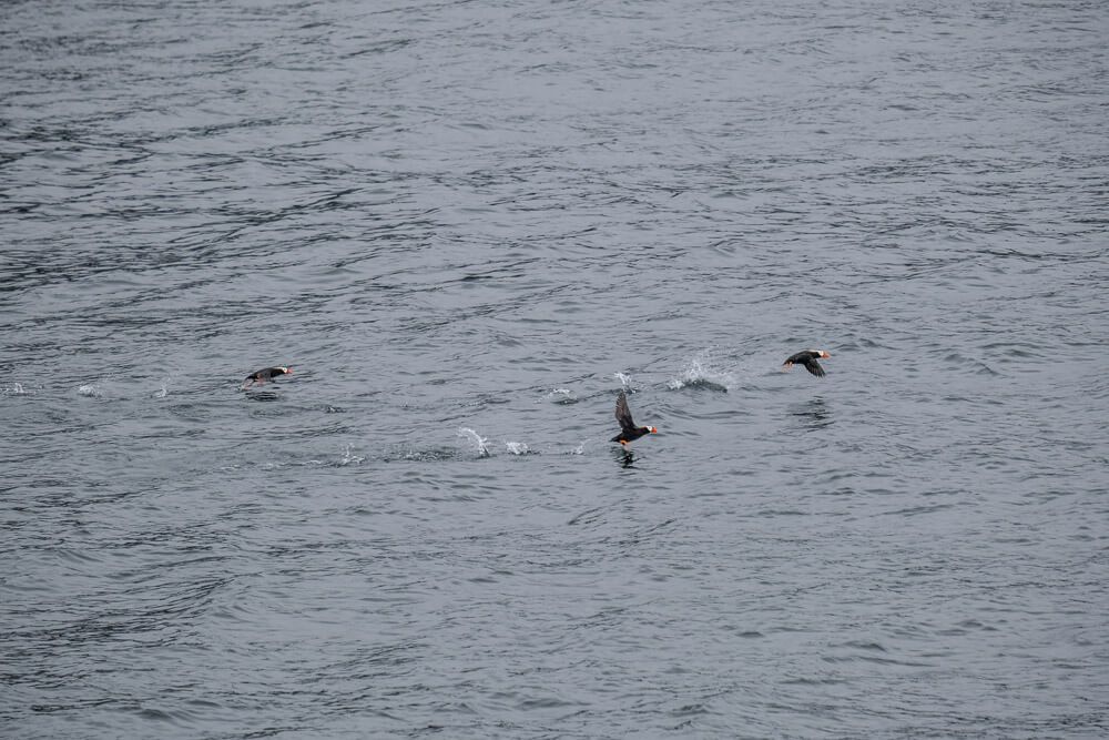 puffins in kenai fjords national park