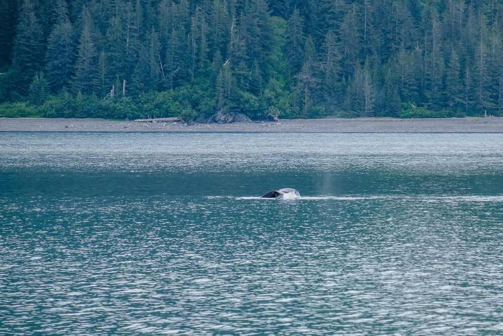 humpback whale in kenai fjords national park