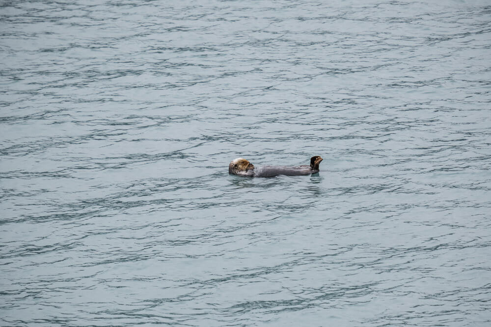 sea otter during kenai fjords wildlife cruise