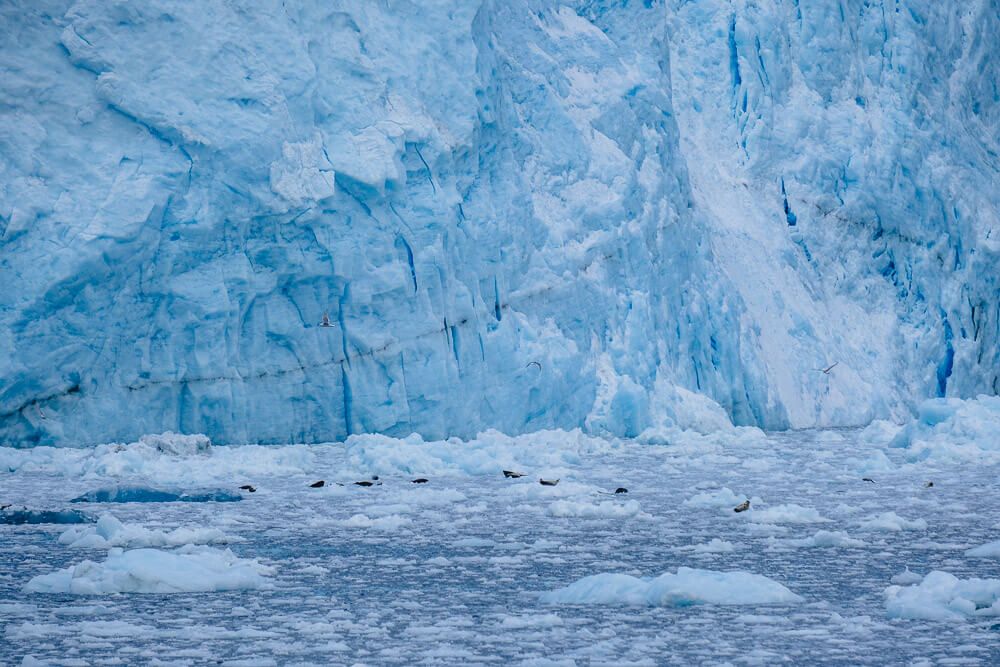 aialik glacier and seals