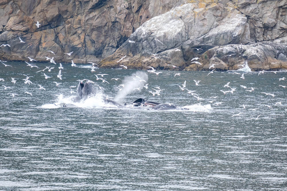 humpbacks bubble net feeding