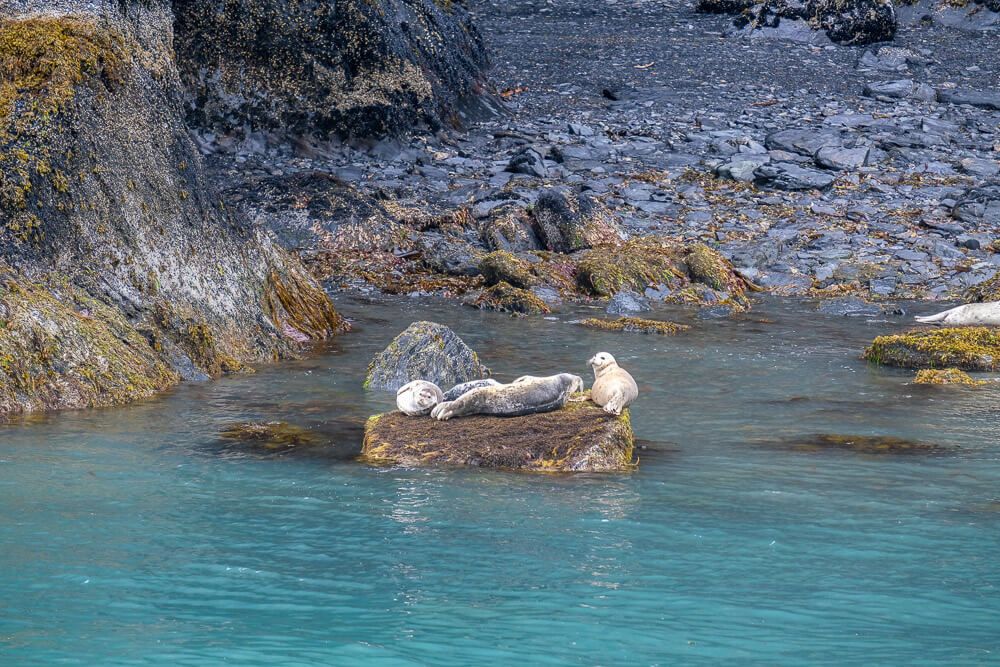 seals in kenai fjords national park