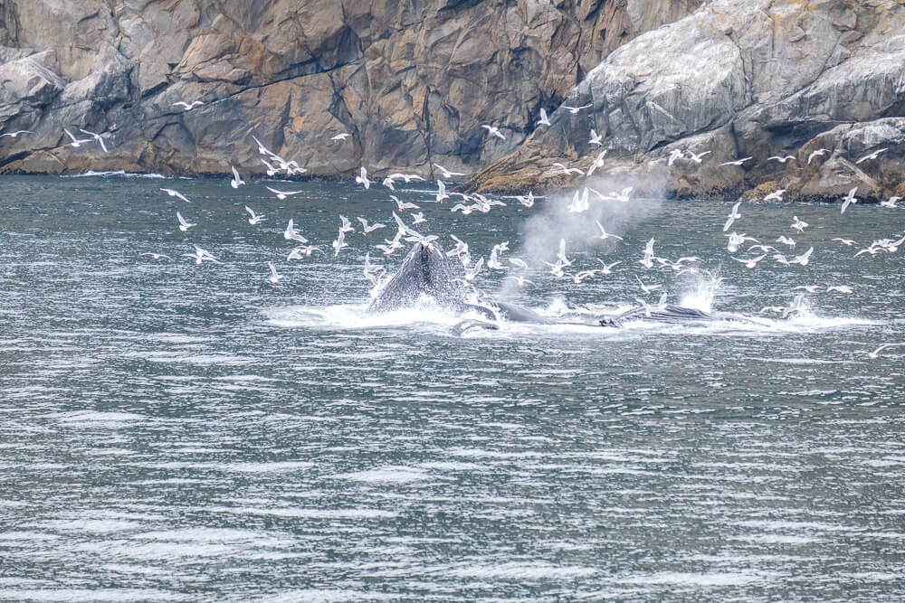 humpbacks bubble net feeding