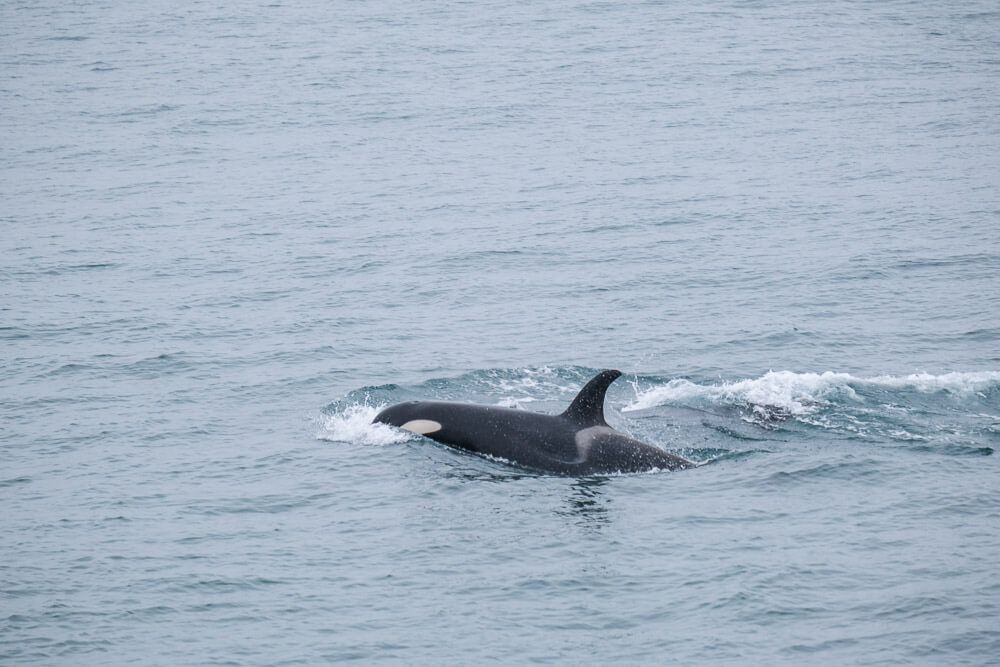 orca in kenai fjords national park