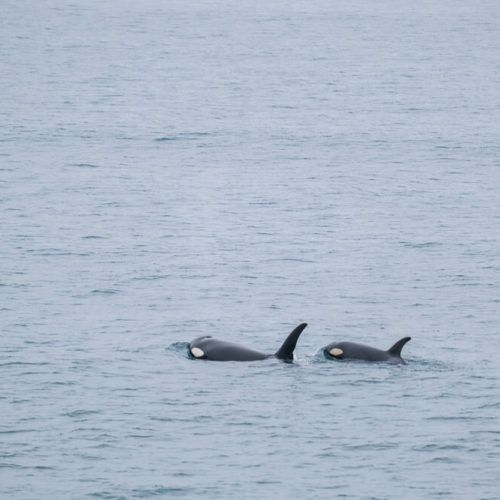 The Best Kenai Fjords Wildlife Cruise