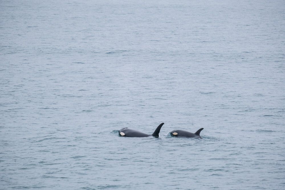 orcas in kenai fjords national park
