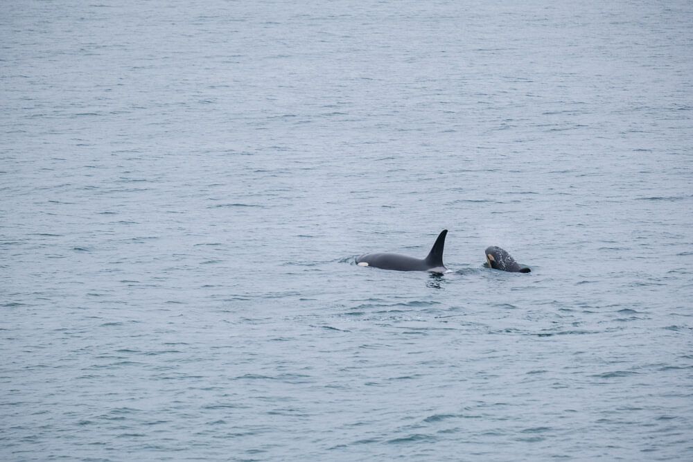 orcas in kenai fjords national park