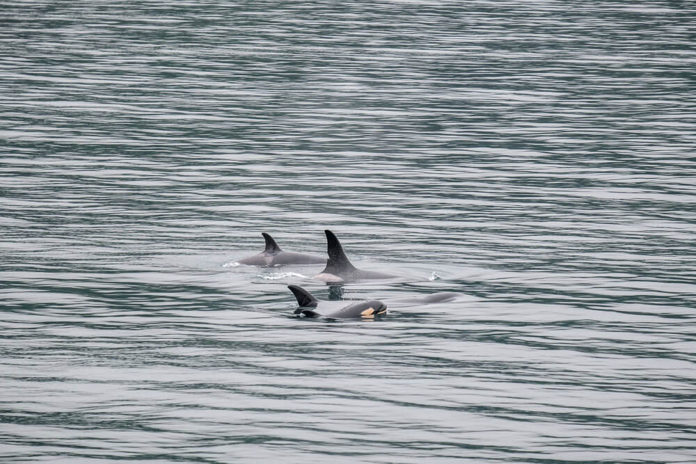 orcas in kenai fjords national park