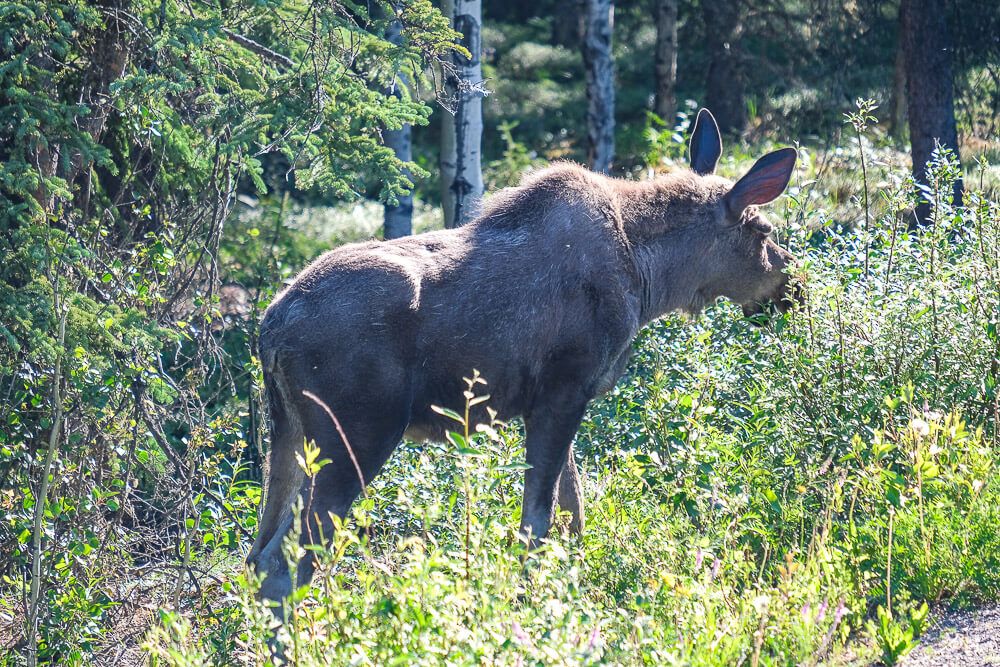 moose on denali tundra wilderness tour