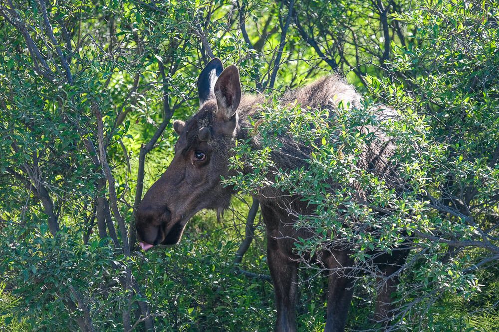 moose in denali national park