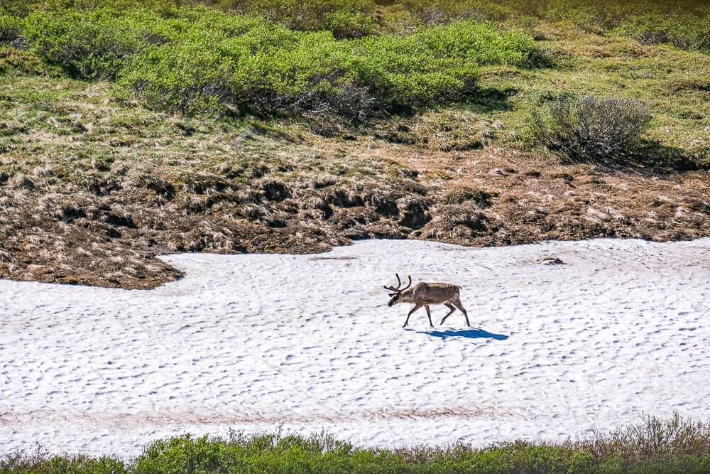 caribou in denali national park