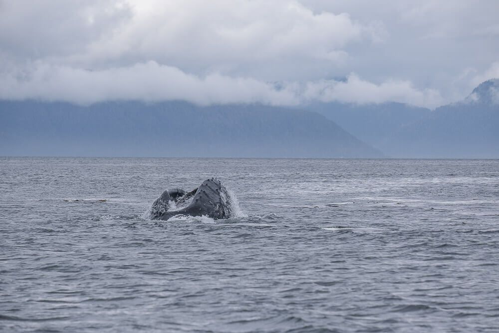 whale lunge feeding