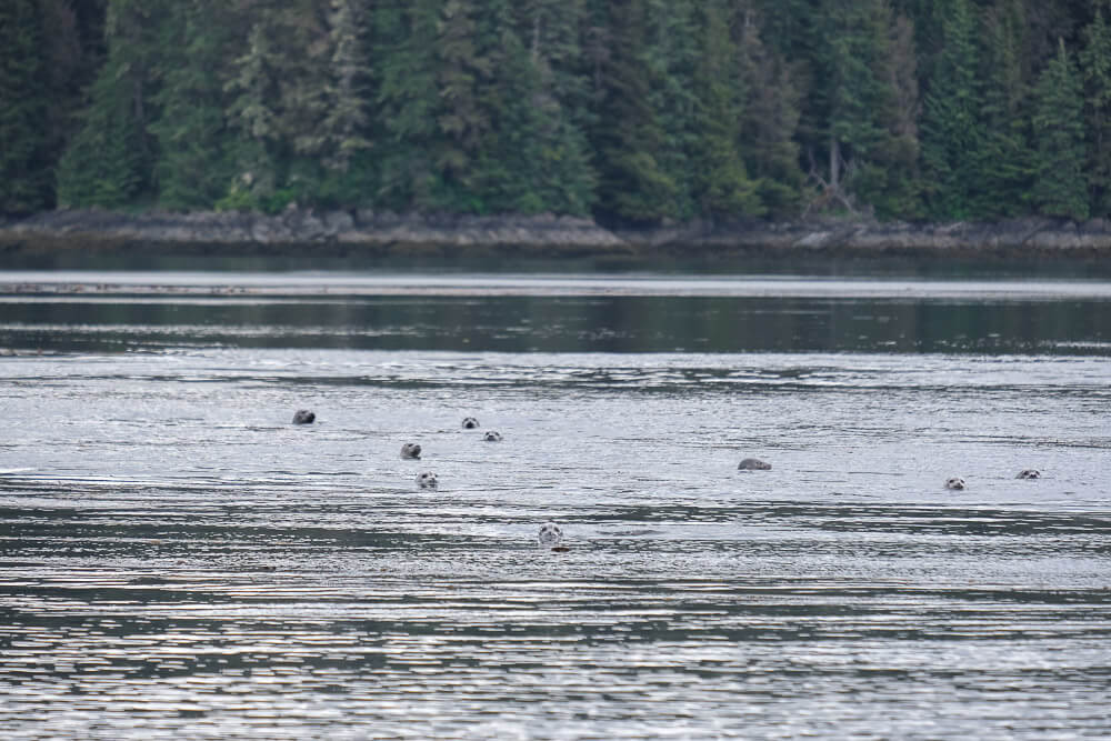 harbor seals