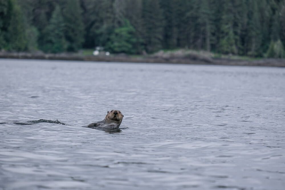 sea otter