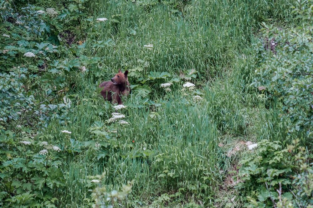 brown bear - uncruise review