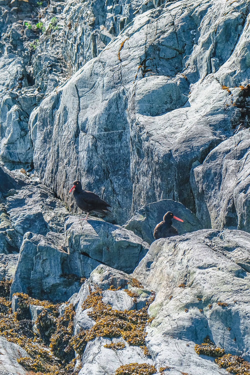 oystercatchers in glacier bay national park