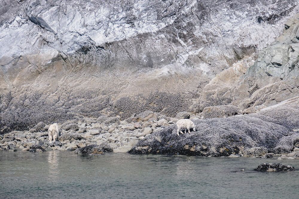 mountain goats in glacier bay national park
