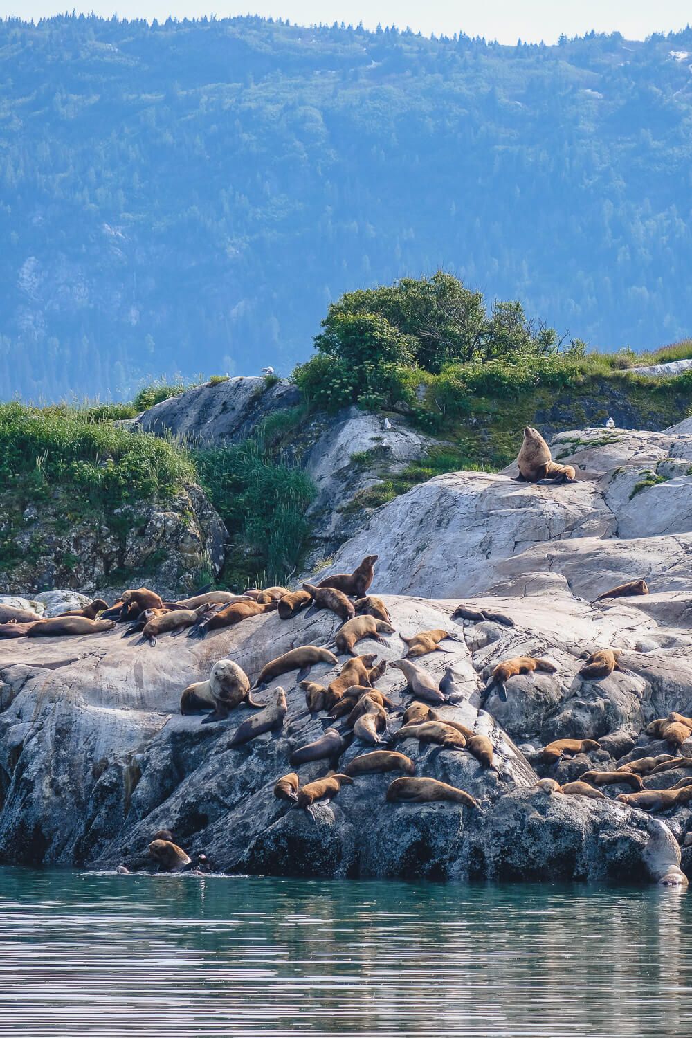 sea lions in glacier bay national park - uncruise review