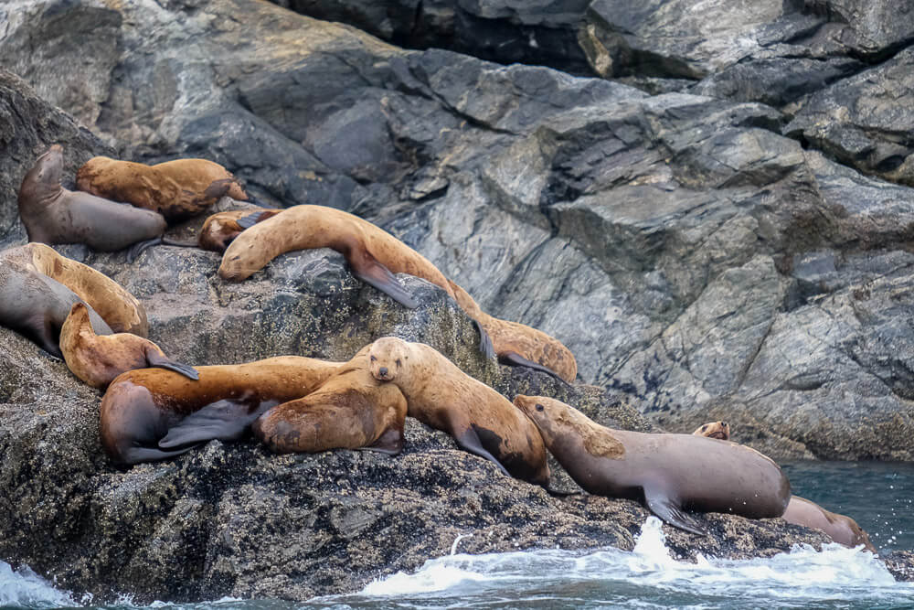 sea lions inian islands - uncruise review