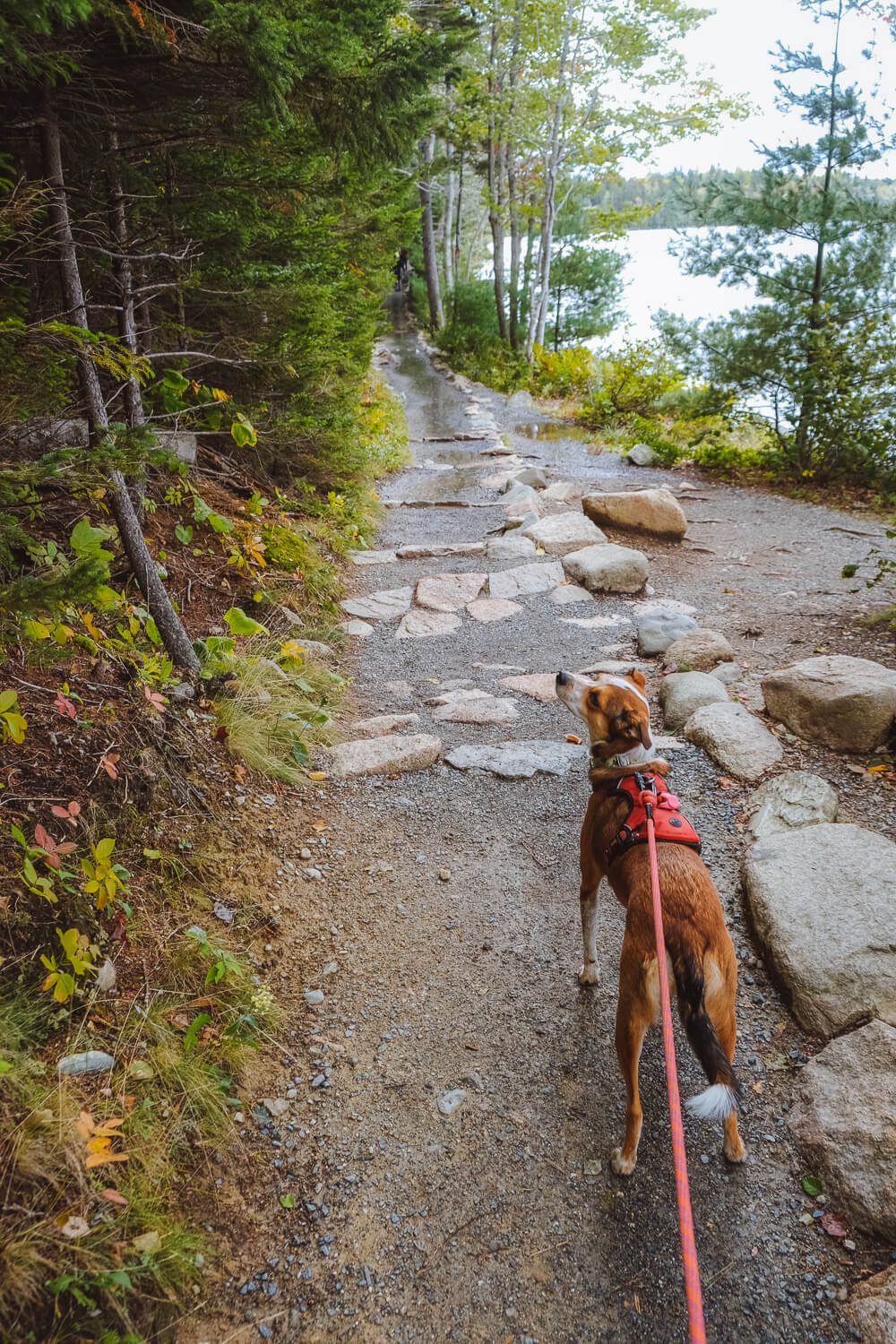 jordan pond path in acadia national park