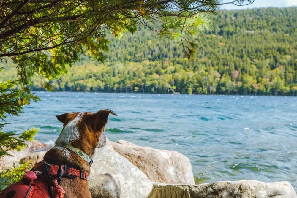 jordan pond path in acadia national park