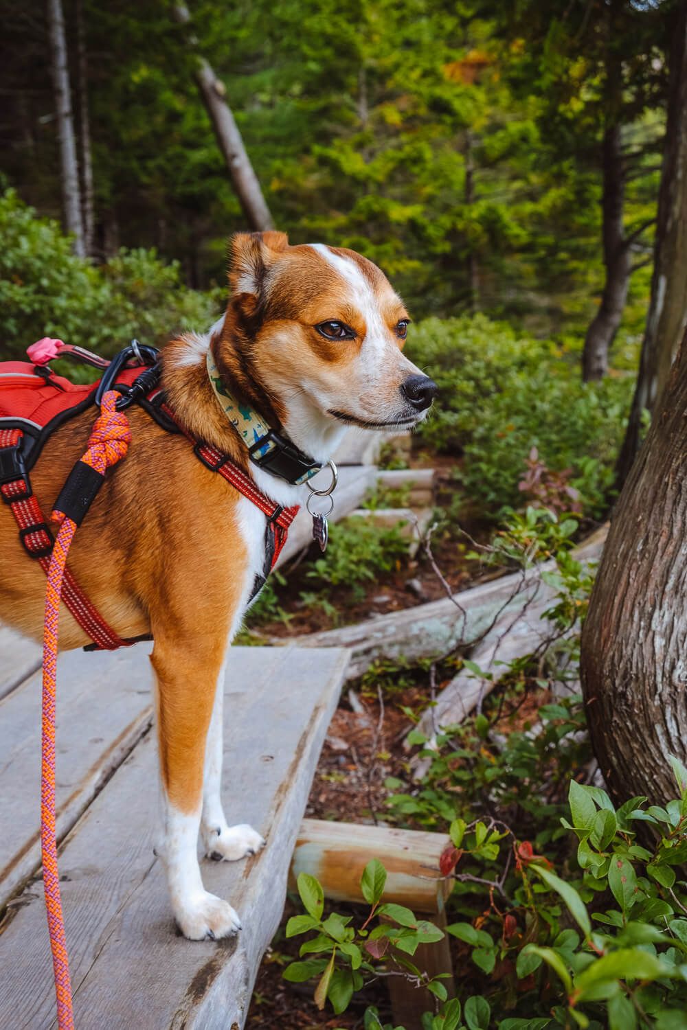 jordan pond path in acadia national park