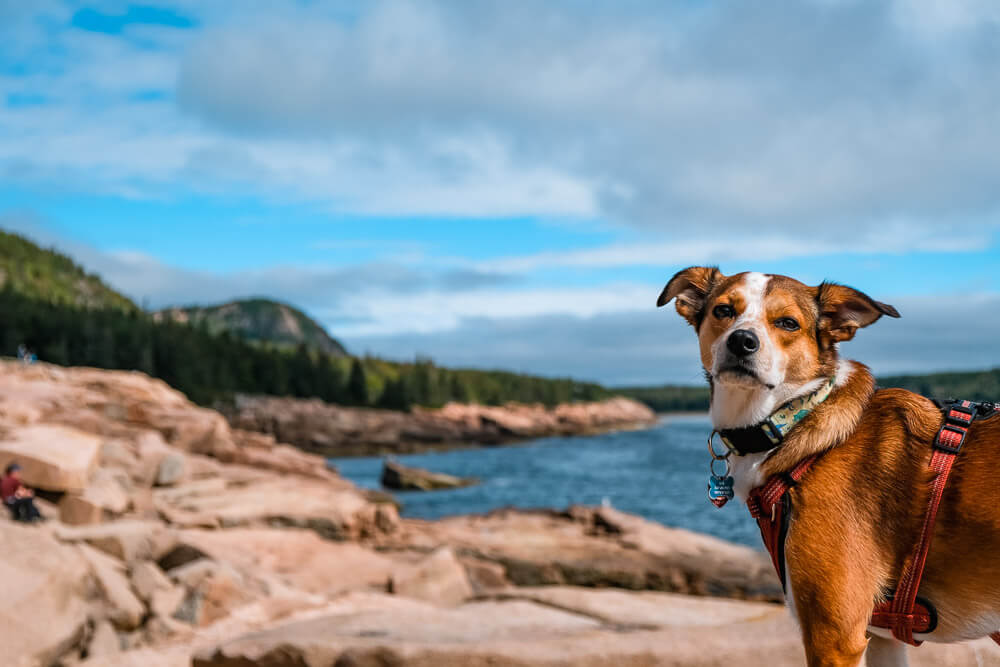 Ocean Path in Acadia National Park