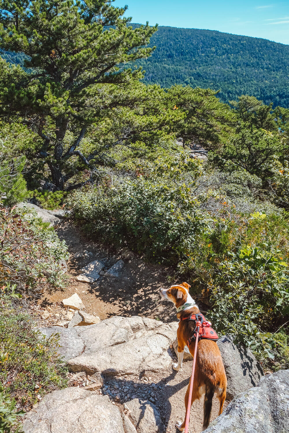 acadia mountain trail