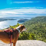 dog on top of acadia mountain