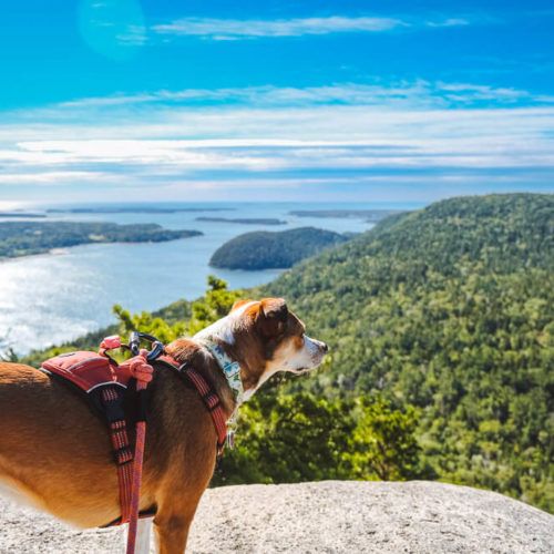 Hike the Acadia Mountain Trail in Acadia National Park [Trail Guide]