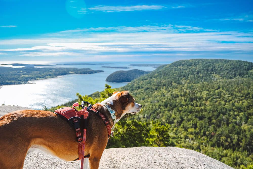 dog on top of acadia mountain