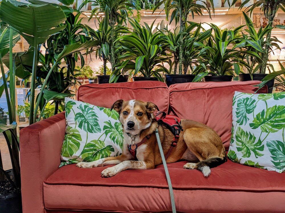 dog in sun and soil plant parlor