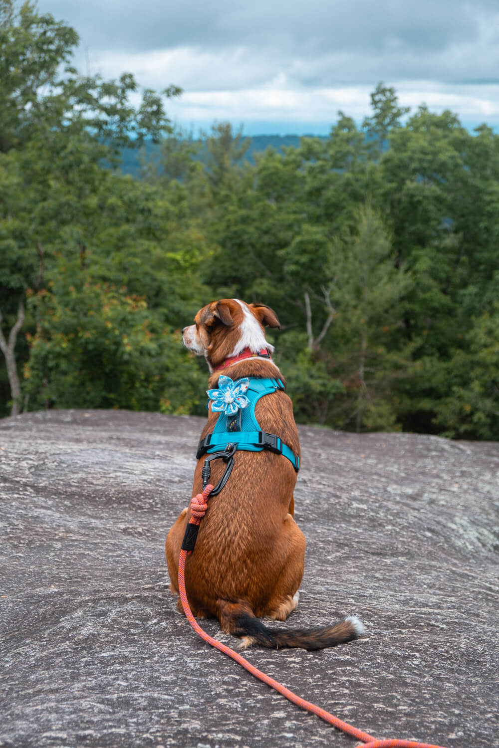 dog at carl sandburg national historic site