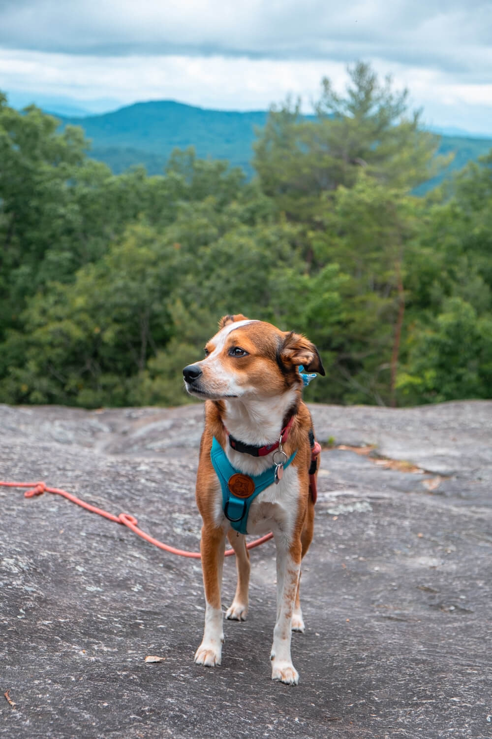 dog on top of glassy mountain