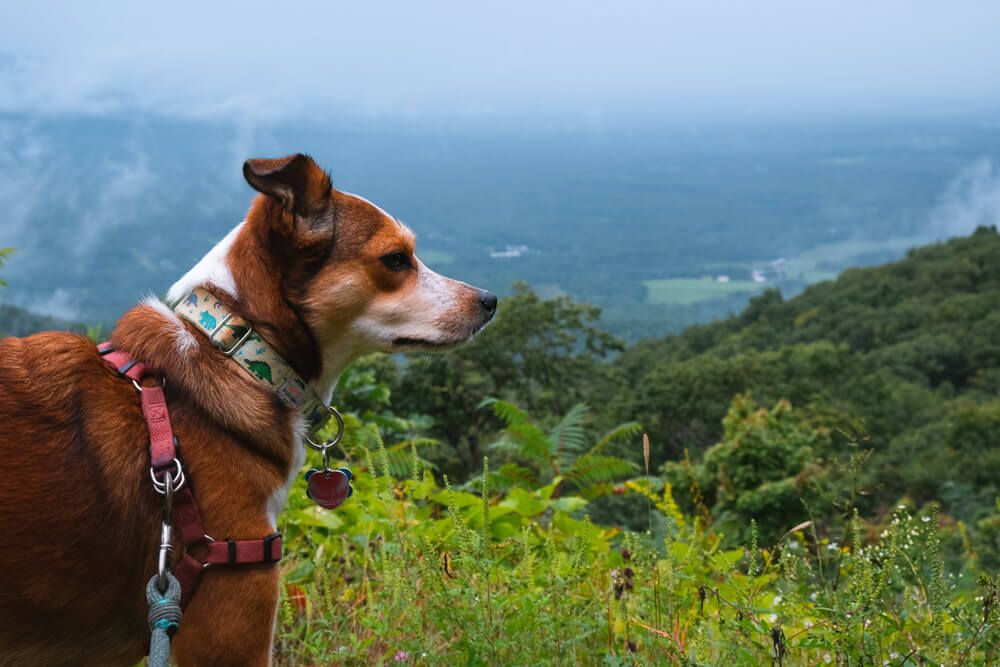 shenandoah national park with your dog