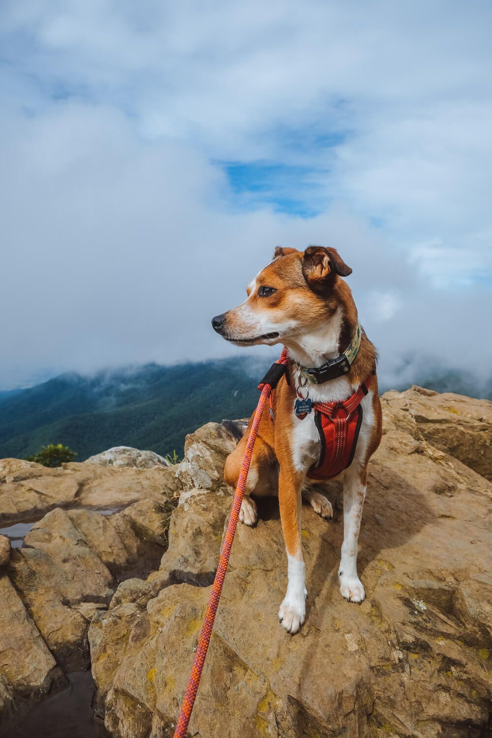 shenandoah national park with your dog: hawksbill