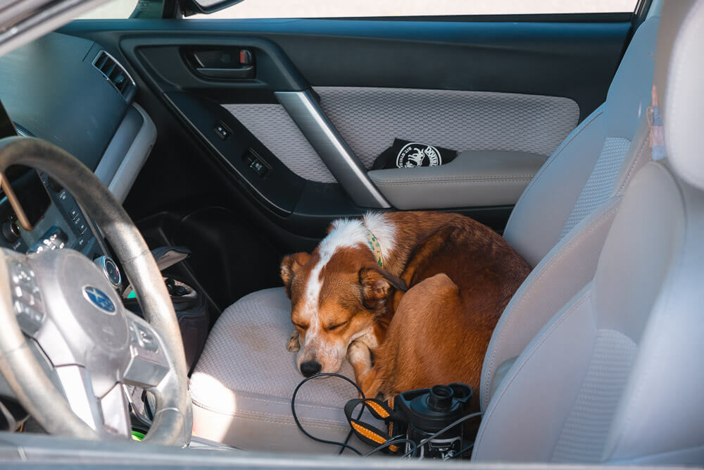 dog in car