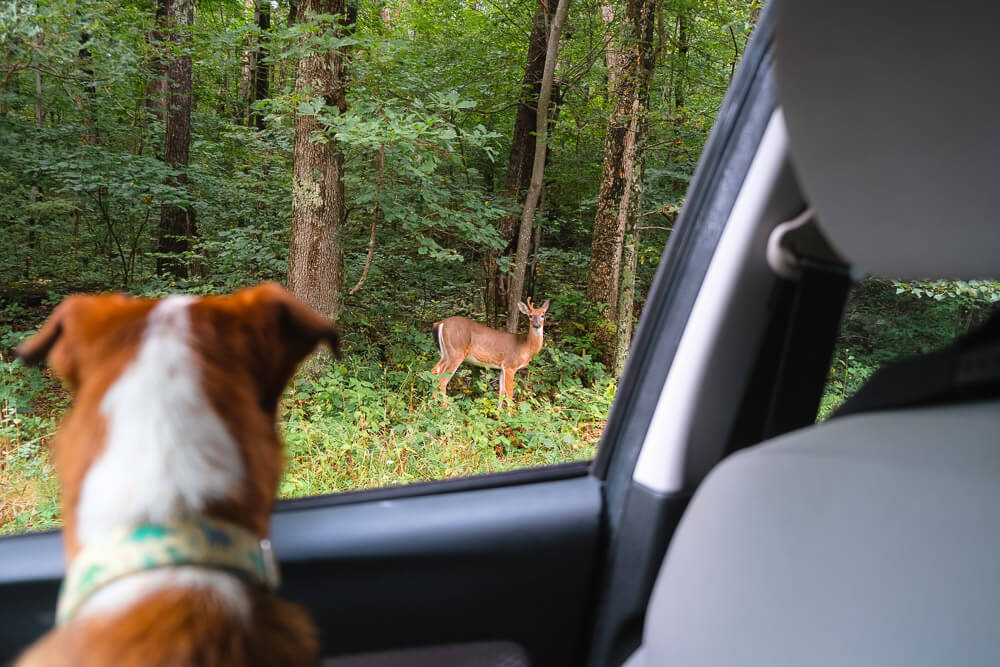 shenandoah national park with your dog