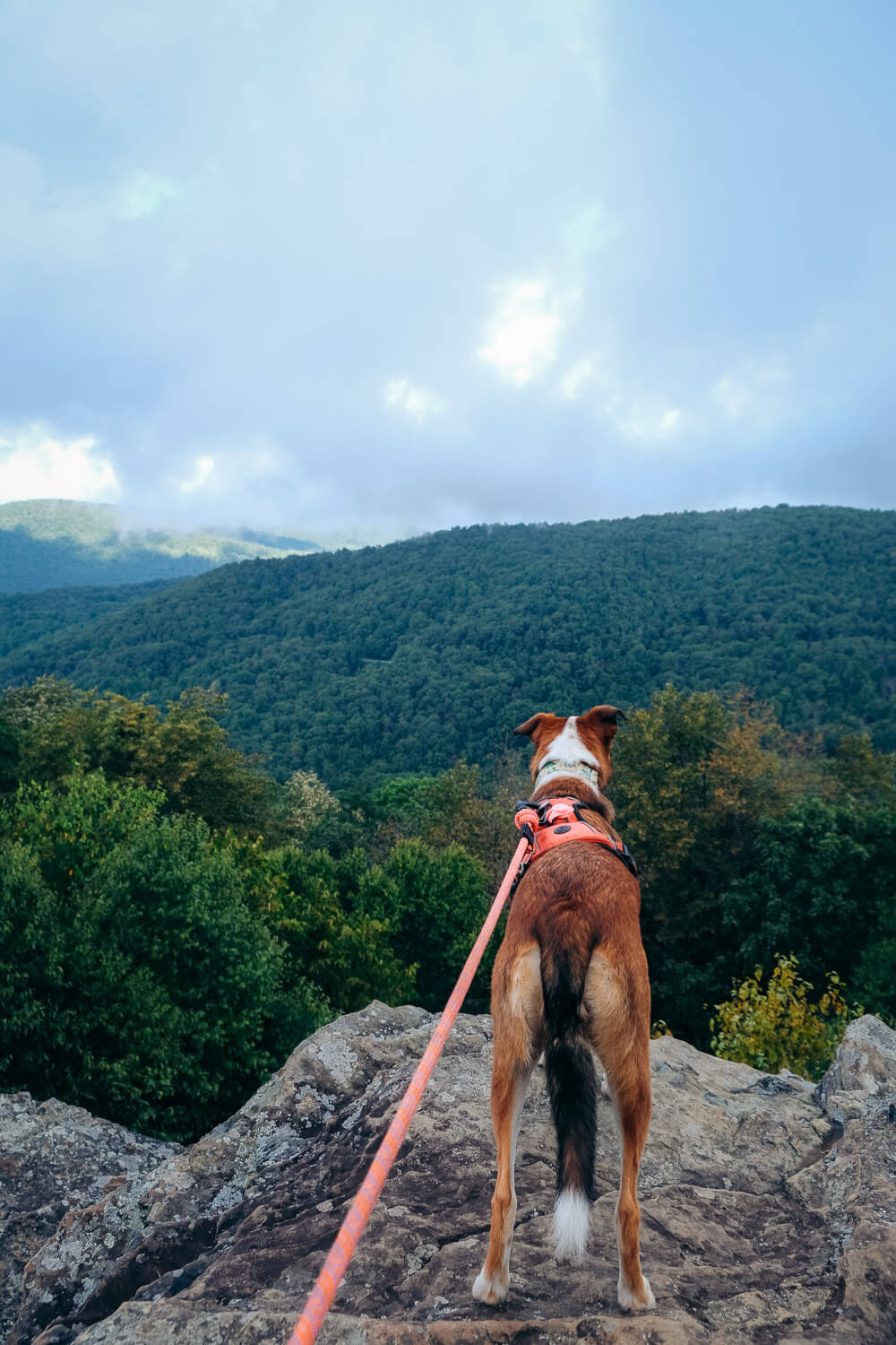 shenandoah national park with your dog: compton peak