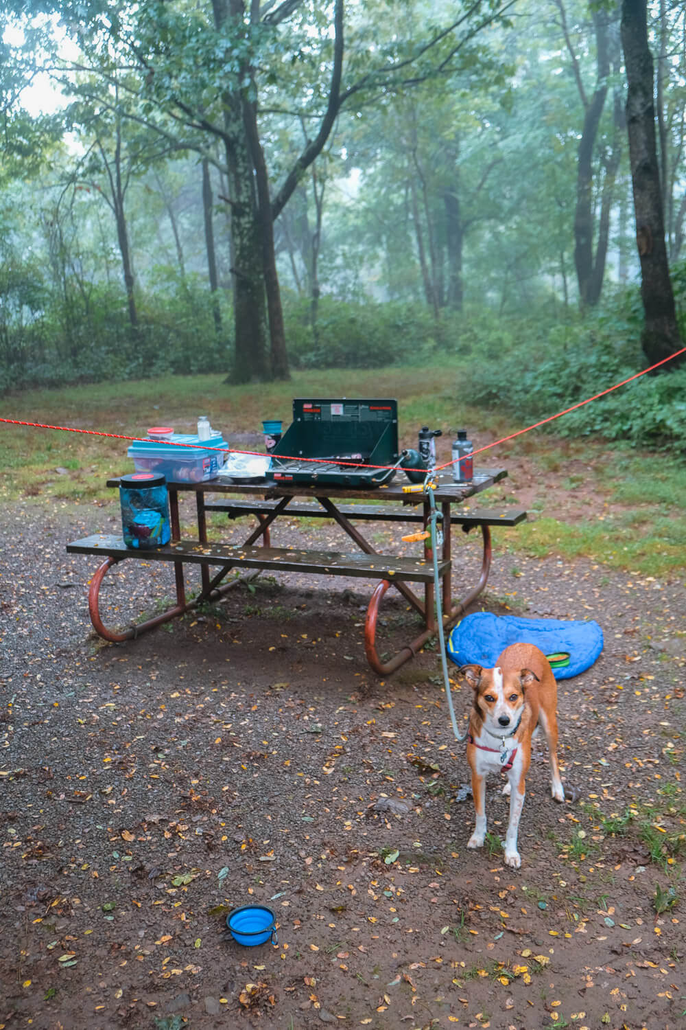 shenandoah national park with your dog